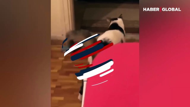'Nereye gidiyorsun?' diyen sahibine verdiği tepki ile gündem olan kedi