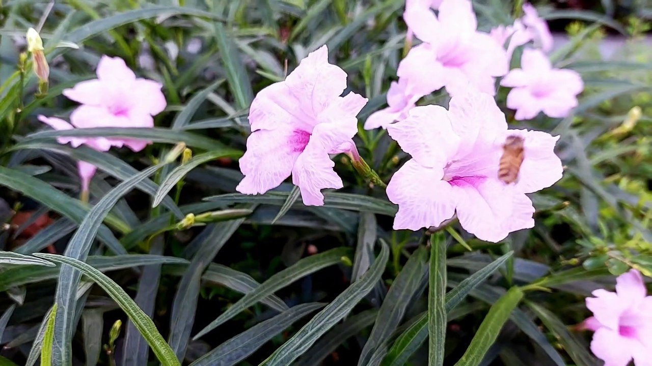 beautiful flower