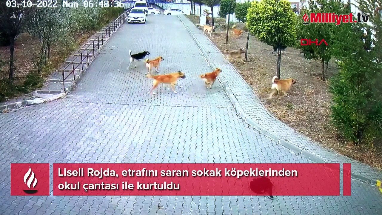 Liseli Rojda, köpeklerin saldırısından okul çantası ile kurtuldu