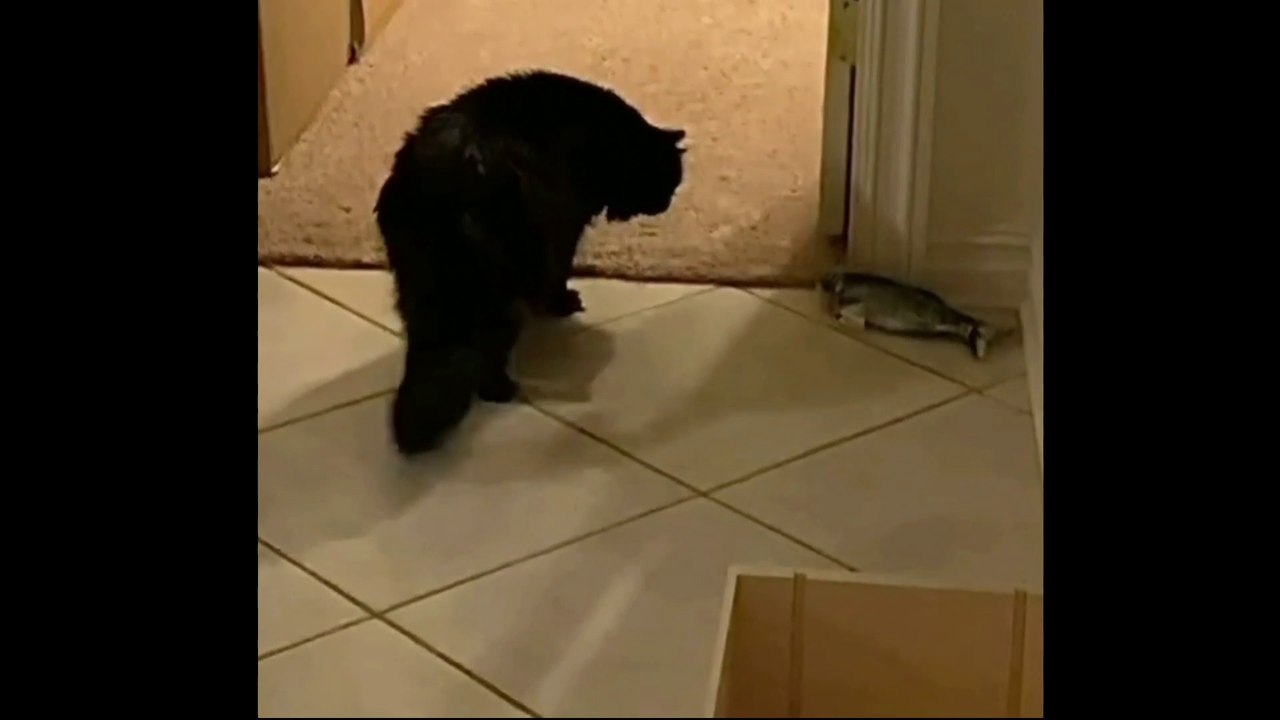 Baby Cats Cute and Funny Cat Videos English Compilation