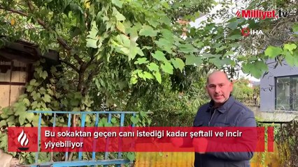 Bu sokaktan geçen canı istediği kadar şeftali ve incir yiyebiliyor