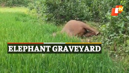 2 Elephant Carcasses Found In Kuchinda Forest In Sambalpur