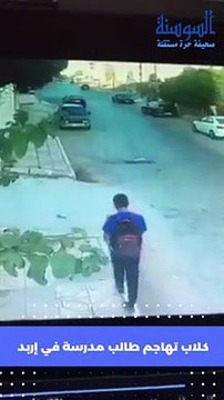 الكلاب الضالة تُشعل غضب الأردنيين وسط صمت حكومي