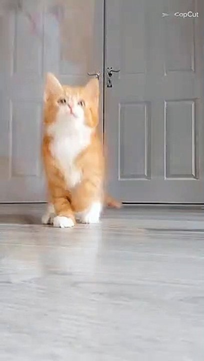 Funny cats