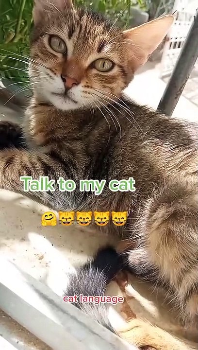 Talk to m'y cat