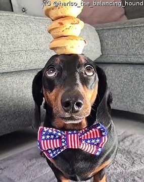 Dachshund Balances Mini Pies on Head