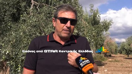 Έτοιμοι να εγκαταλείψουν τα χωράφια τους είναι οι ελαιοπαραγωγοί της Αταλάντης