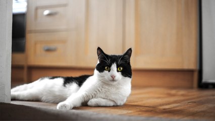 This ‘kleptomaniac’ cat brought her owner the weirdest thing ever, leaving her blushing and ‘mortified’