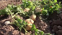 Akademik patateslerin hasadı yapıldı