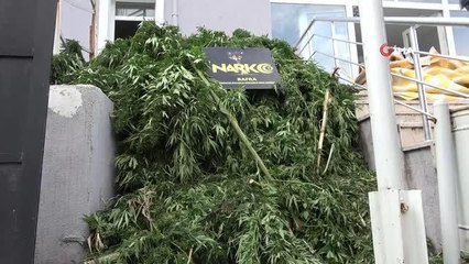 Samsun haberi: Bafra'da uyuşturucu operasyonunda gözaltına alınan 4 şahıs adliyede