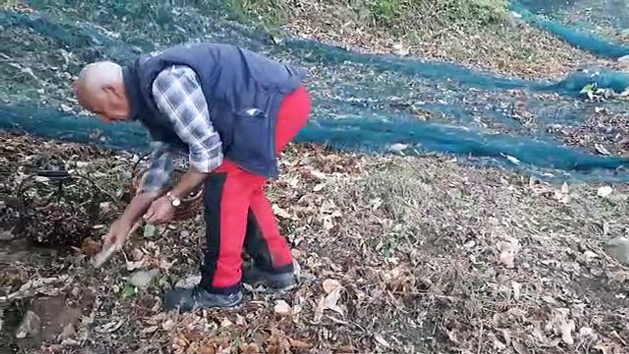 Alain débute sa récolte de châtaignes, en Ardèche, sur sa parcelle