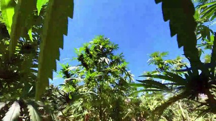 Maroc: dans le Rif, la production de cannabis médical attendue comme un remède