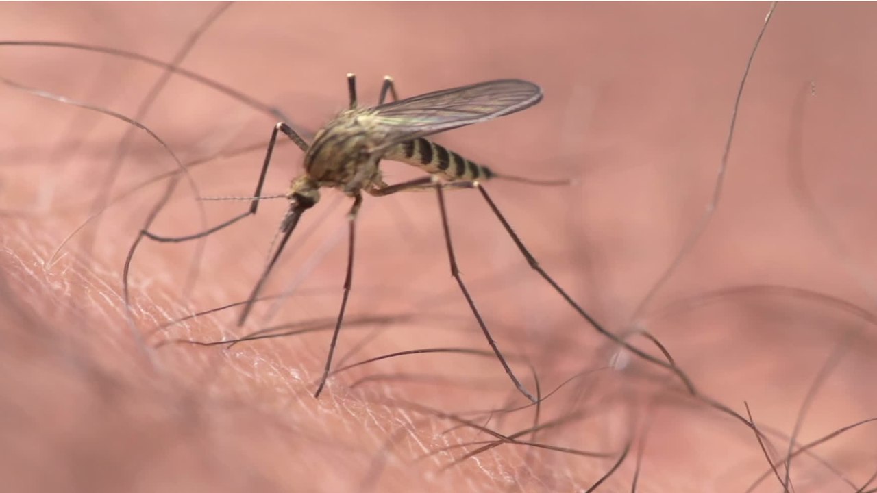 Insecte, araignée, acarien... les différences