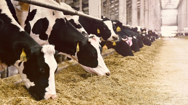 Mais calmez-vous : les deux prétendants d’Alain (ADP) s’écharpent, l’agriculteur très mal à l’aise