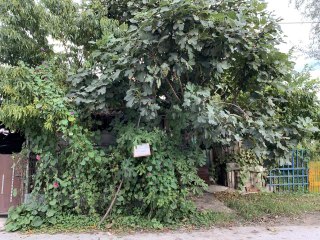 Yol kenarındaki bahçesinde meyve ağaçlarına "Helaldir, yiyin" diye yazı astı