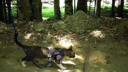 Adventurous Little Cat Walks in the Mountains