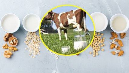 गाय का दूध या प्लांट बेस्ड मिल्क कौन सा है ज्यादा फायदेमंद | Cow Milk Vs Plant Based Milk | *Health