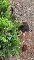 Animal Escapees Return Home