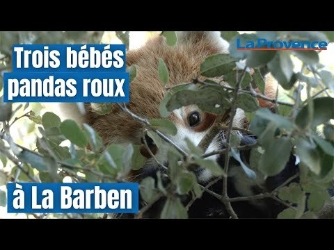 Trois bébés pandas roux à La Barben : une bonne nouvelle pour cette espèce menacée