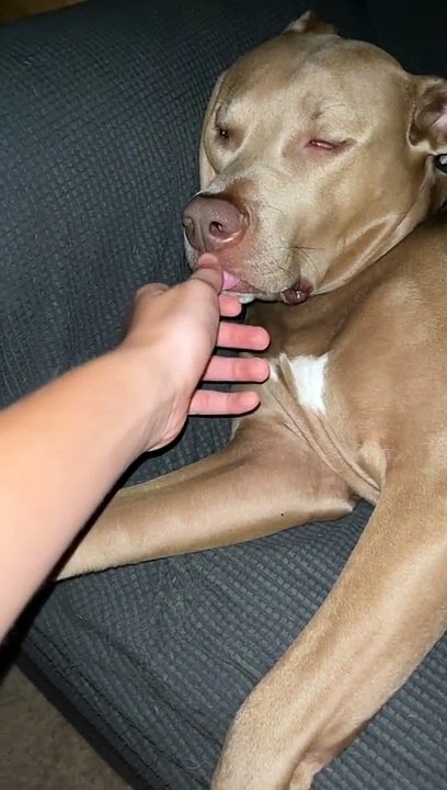 i think my dog died #dog #dogs