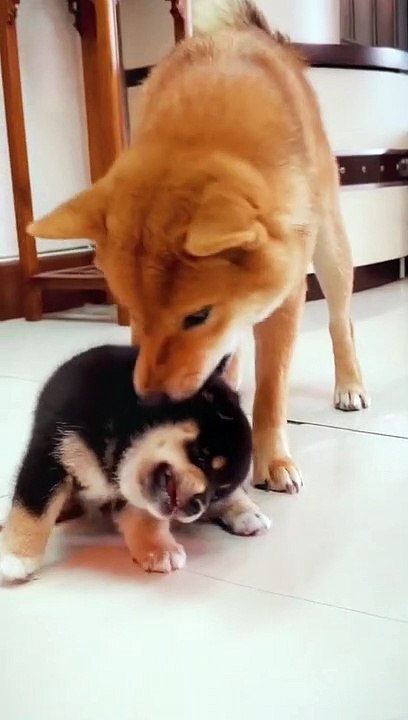 the dogs daddy is bully puppy again #dog
