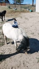 Just a Bird and Her Horse