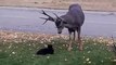 Ce chat cherche les embrouilles à un cerf... mauvaise idée