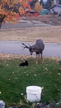 Ce chat cherche les embrouilles à un cerf... mauvaise idée