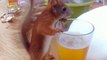 Un écureuil alcoolique... hmmm la bonne bière