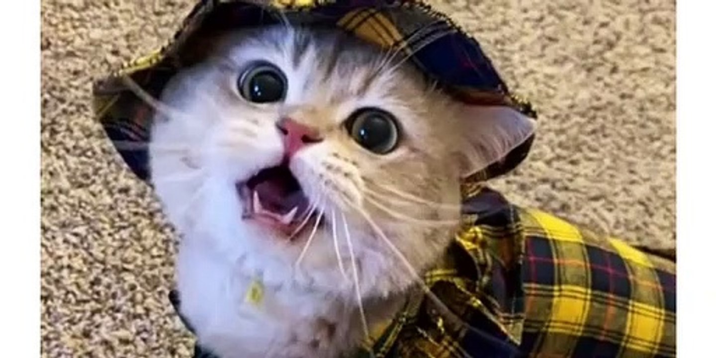 Best Funny Animal Videos 2022 - Funniest Cats And Dogs Video