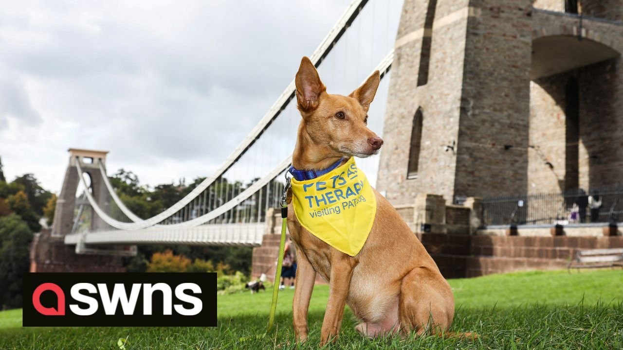 Lost dog dubbed "wonder pup" walked himself home FIVE MILES across a busy city while his owner searched for him
