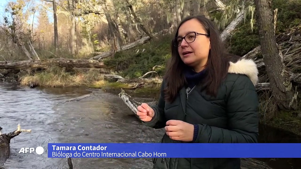 Mudanças climáticas afetam florestas do ‘fim do mundo’