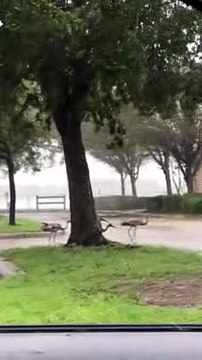 Sandhill Cranes Endure Hurricane Ian