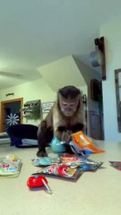 the cutest pop it pulls!! Blue Orange Games thanks for sharing these with us!!