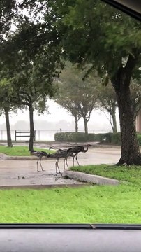 Sandhill Cranes Endure Hurricane Ian