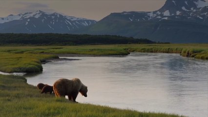 Fat Bear Week at This Alaska National Park Is Back   How to Vote for the Heftiest Floofs