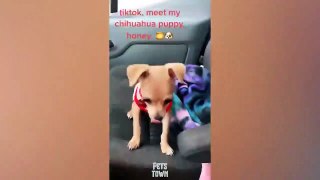 Chihuahua Is A Savage - Funny Chihuahua Videos  Pets Town