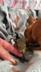 Chihuahua Adopts Orphaned Squirrels as Her Own