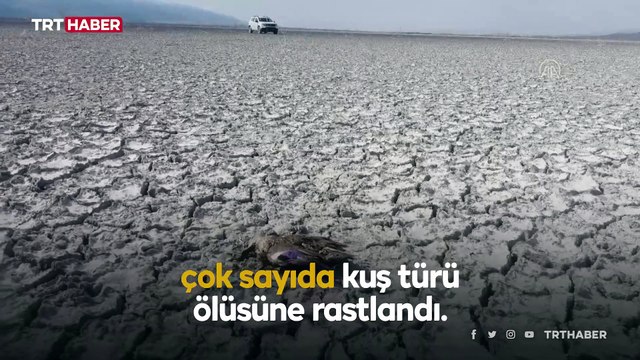 Kuruyan Akşehir Gölü'nde çok sayıda ölü yaban ördeği bulundu