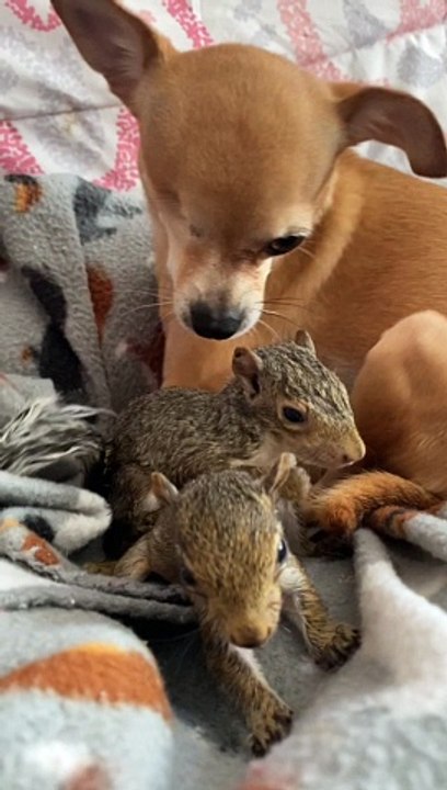 Chihuahua Adopts Orphaned Squirrels as Her Own