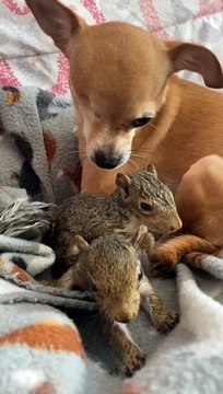 Chihuahua Adopts Orphaned Squirrels as Her Own