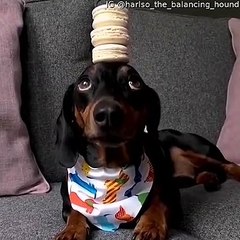 Harlso the Dachshund Balancing Macaroons on top of His Head