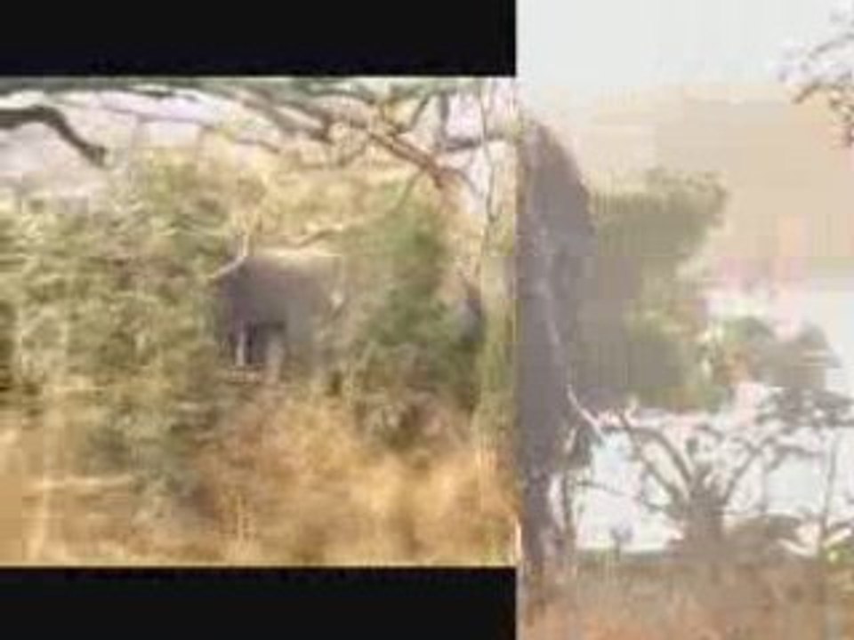 Elephant