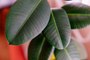 How to Keep Your Houseplants Alive in Fall and Winter