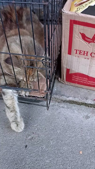 Kucing usil banget