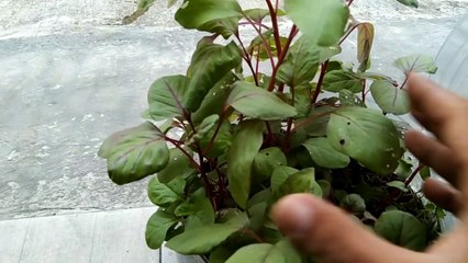 cara menanam bayam merah dengan metode rumah kaca mini dengan hasil luar biasa