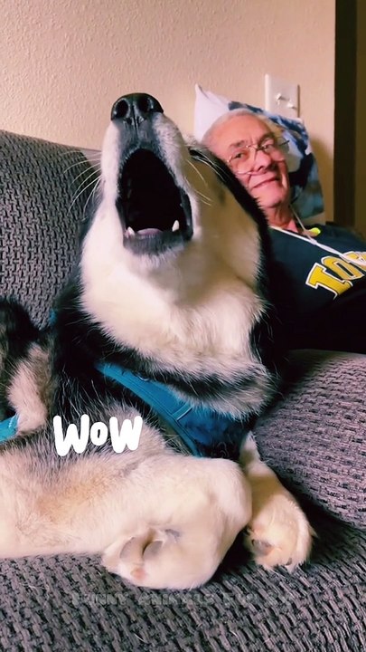 Best Funny Animal Videos compilation Try not to laugh. #shorts #animals #funny#dog