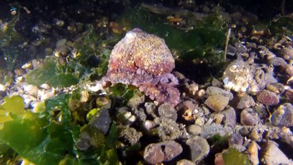 حيوان بحري خطير-  إذا رأيته فر منه بجلدك دون أي تفكير