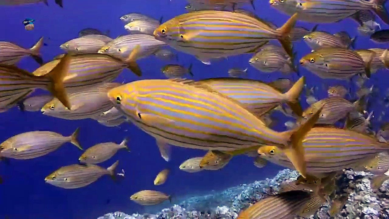 أثق أنك ستسمع هذه المعلومات لأول مرة عن الحوت الأزرق