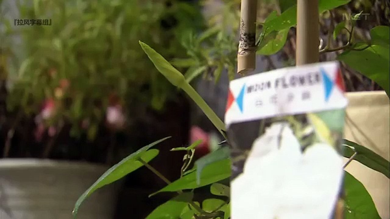 日劇-夏之秘密44